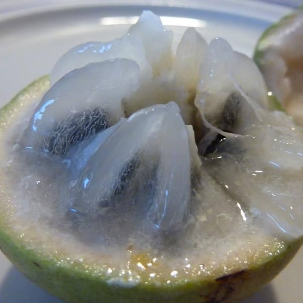 Milk Fruit Plant | Sweet Tropical Exotic — photo 2