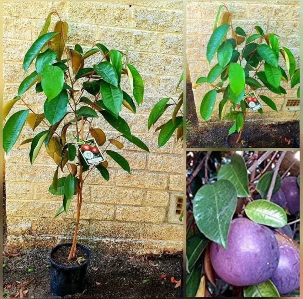 Milk Fruit Plant | Sweet Tropical Exotic — photo 3