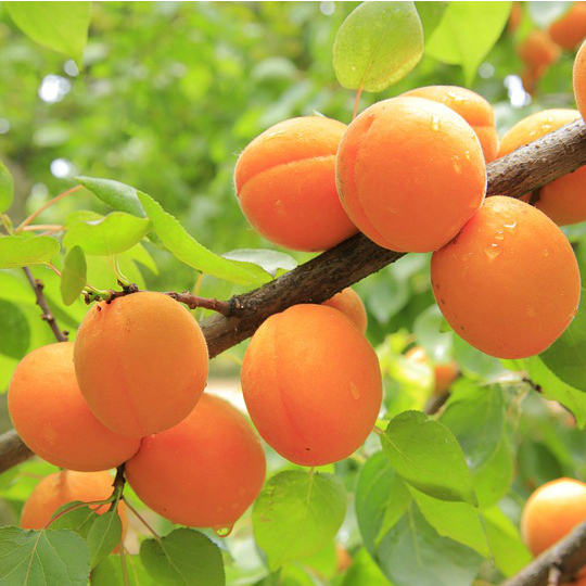 Tropical Apricot Plant | Mammea Americana | Premium Exotic Fruit