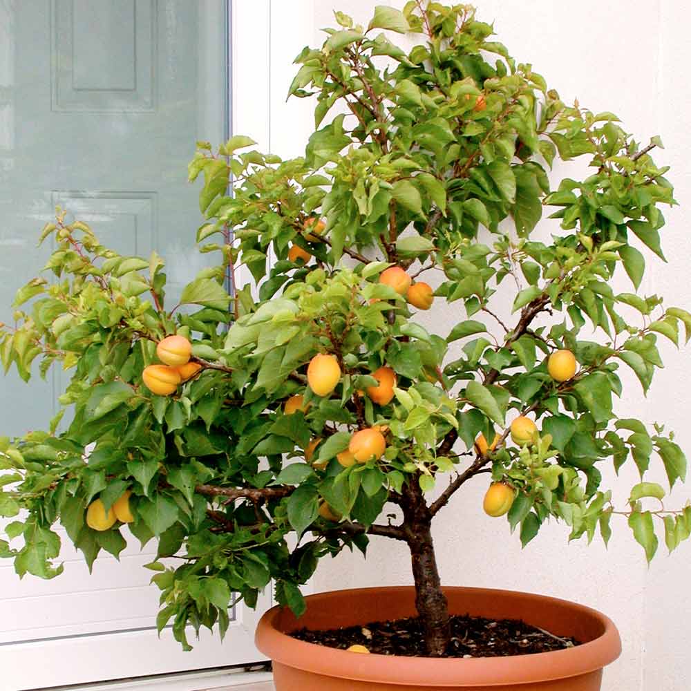 Tropical Apricot Plant | Mammea Americana | Premium Exotic Fruit — photo 2