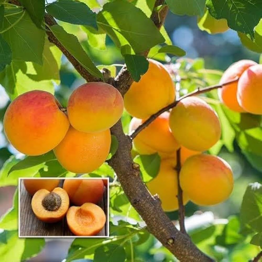 Tropical Apricot Plant | Mammea Americana | Premium Exotic Fruit — photo 3