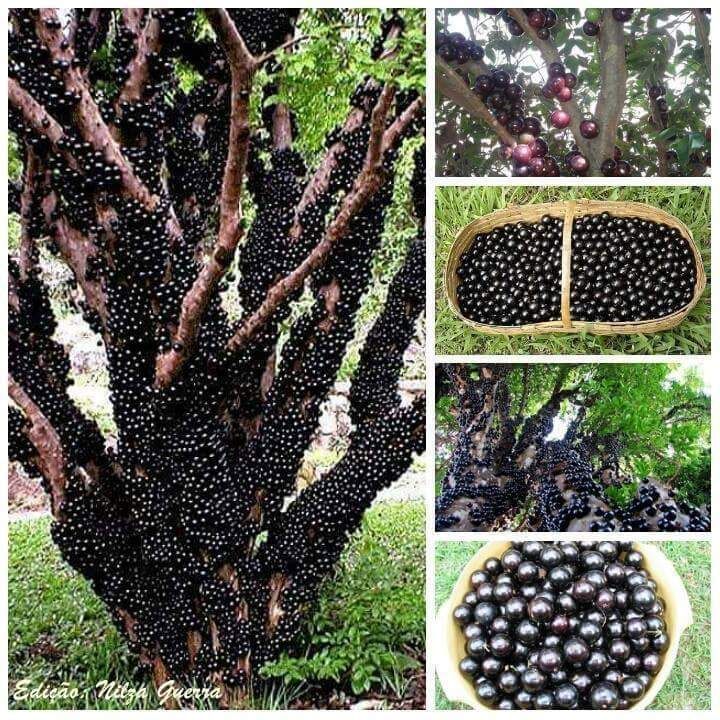 Jaboticaba Fruit Plant | Rare Exotic Grape Tree