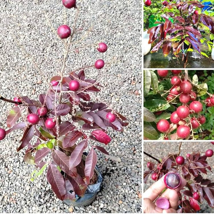 Rubi Ranghon Fruit Plant | Sweet Red Exotic Fruit