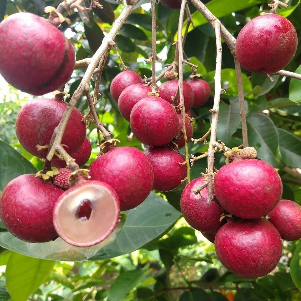 Rubi Ranghon Fruit Plant | Sweet Red Exotic Fruit — photo 2