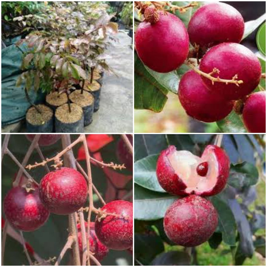Rubi Ranghon Fruit Plant | Sweet Red Exotic Fruit — photo 3