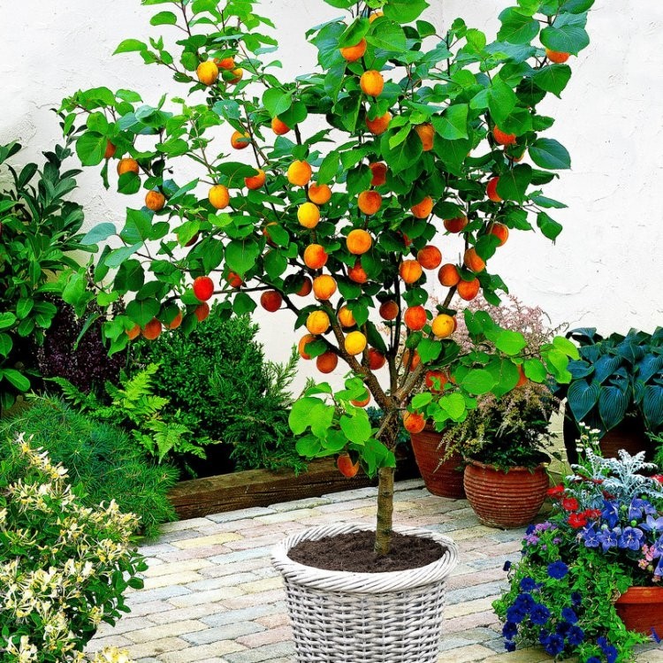 Apricot Fruit Plant | Sweet Golden Fruit | Premium Variety — photo 2