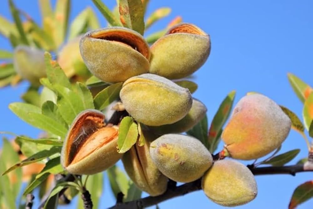 Almond Fruit Plant | Premium Nut Tree | High-Yield Variety