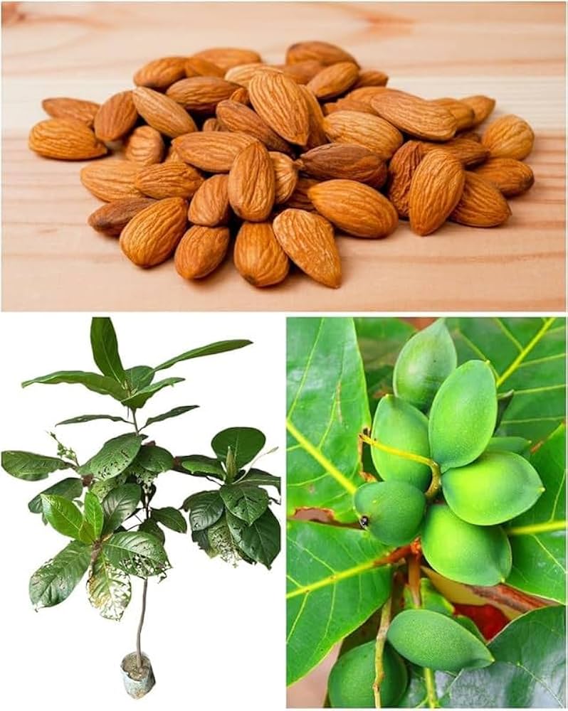 Almond Fruit Plant | Premium Nut Tree | High-Yield Variety — photo 2