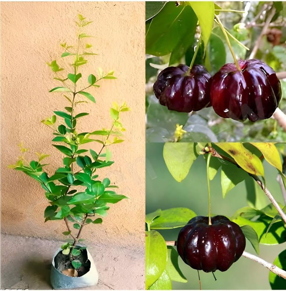 Black Surinam Cherry Plant | Sweet Dark Exotic Fruit — photo 2