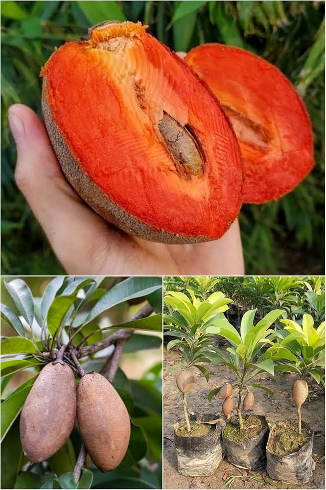 Thai Chiku Grafted Plant | Sweet Sapota | High-Yield Variety