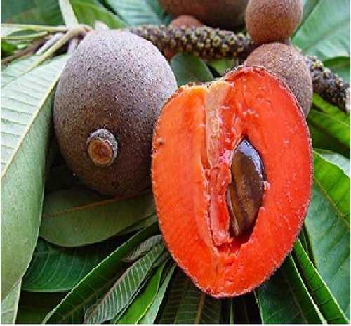 Thai Chiku Grafted Plant | Sweet Sapota | High-Yield Variety — photo 2