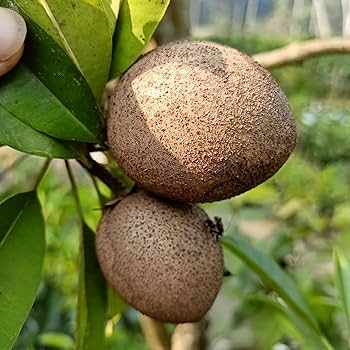 Kalapati Chiku Grafted Plant | Sweet Sapota | Premium Variety — photo 2