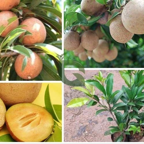 Kalapati Chiku Grafted Plant | Sweet Sapota | Premium Variety — photo 3