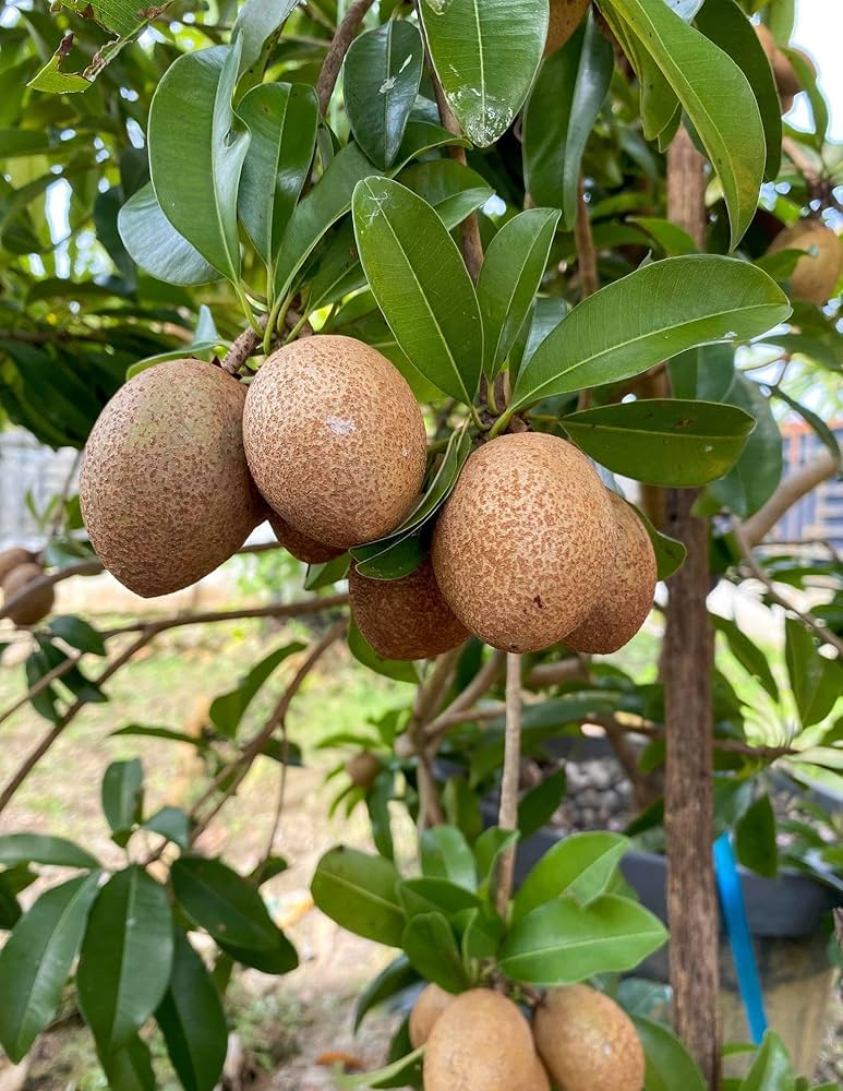 Kalapati Chiku Grafted Plant | Sweet Sapota | Premium Variety — photo 4