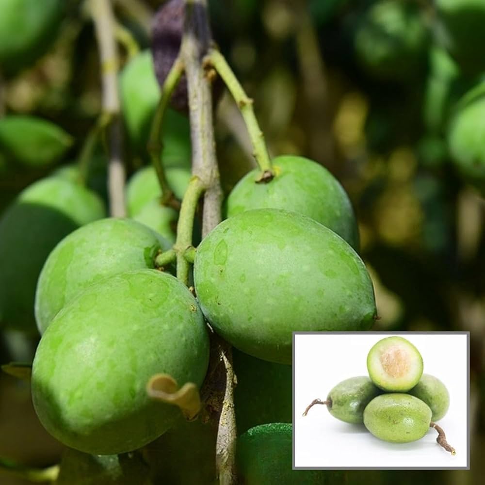 Thai Olive Grafted Plant | Juicy Green Fruit | High-Yield Variety