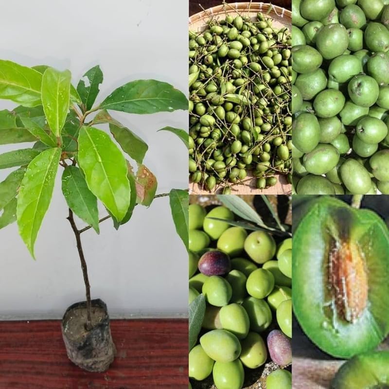 Thai Olive Grafted Plant | Juicy Green Fruit | High-Yield Variety — photo 2
