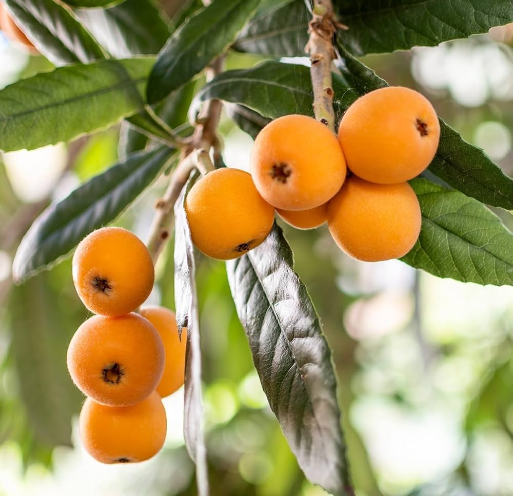 Loquat Fruit Plant | Sweet Golden Fruit | Premium Hardy Variety
