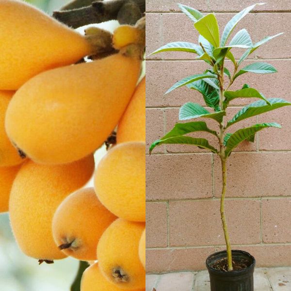Loquat Fruit Plant | Sweet Golden Fruit | Premium Hardy Variety — photo 2