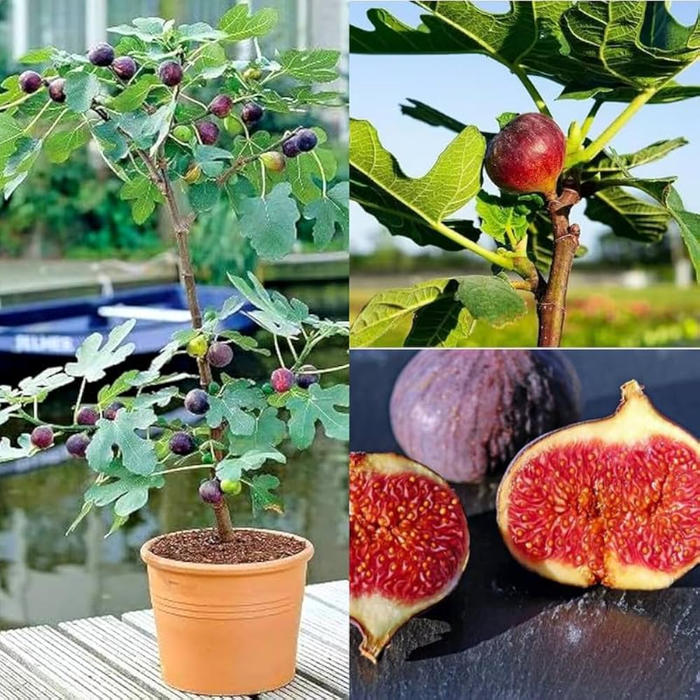 Five Fingers Fig Plant | Unique Sweet Fig | Premium Exotic Variety