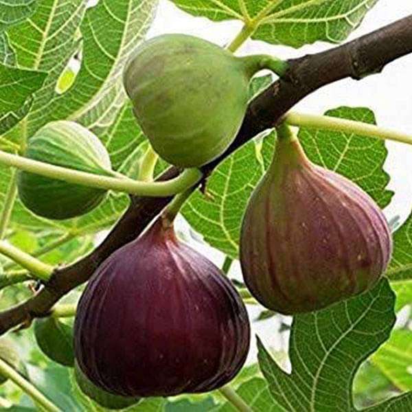 Five Fingers Fig Plant | Unique Sweet Fig | Premium Exotic Variety — photo 2