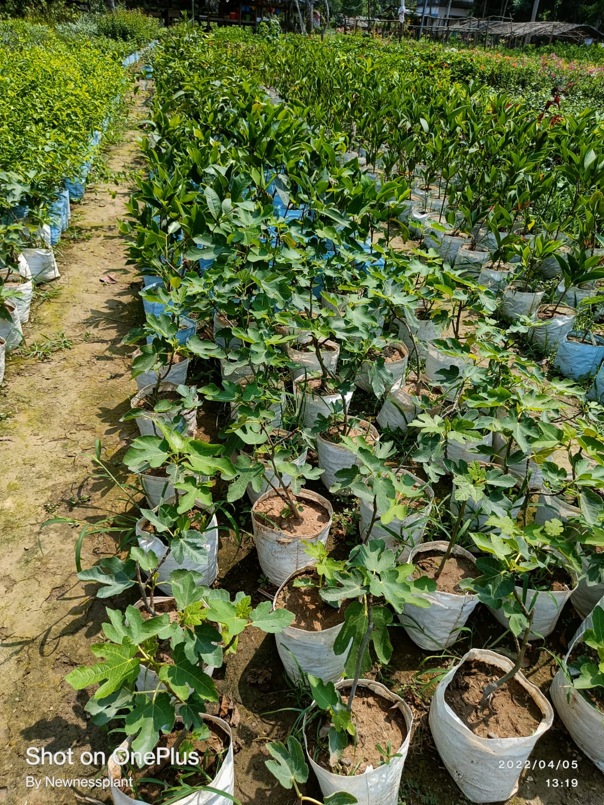 Five Fingers Fig Plant | Unique Sweet Fig | Premium Exotic Variety — photo 3