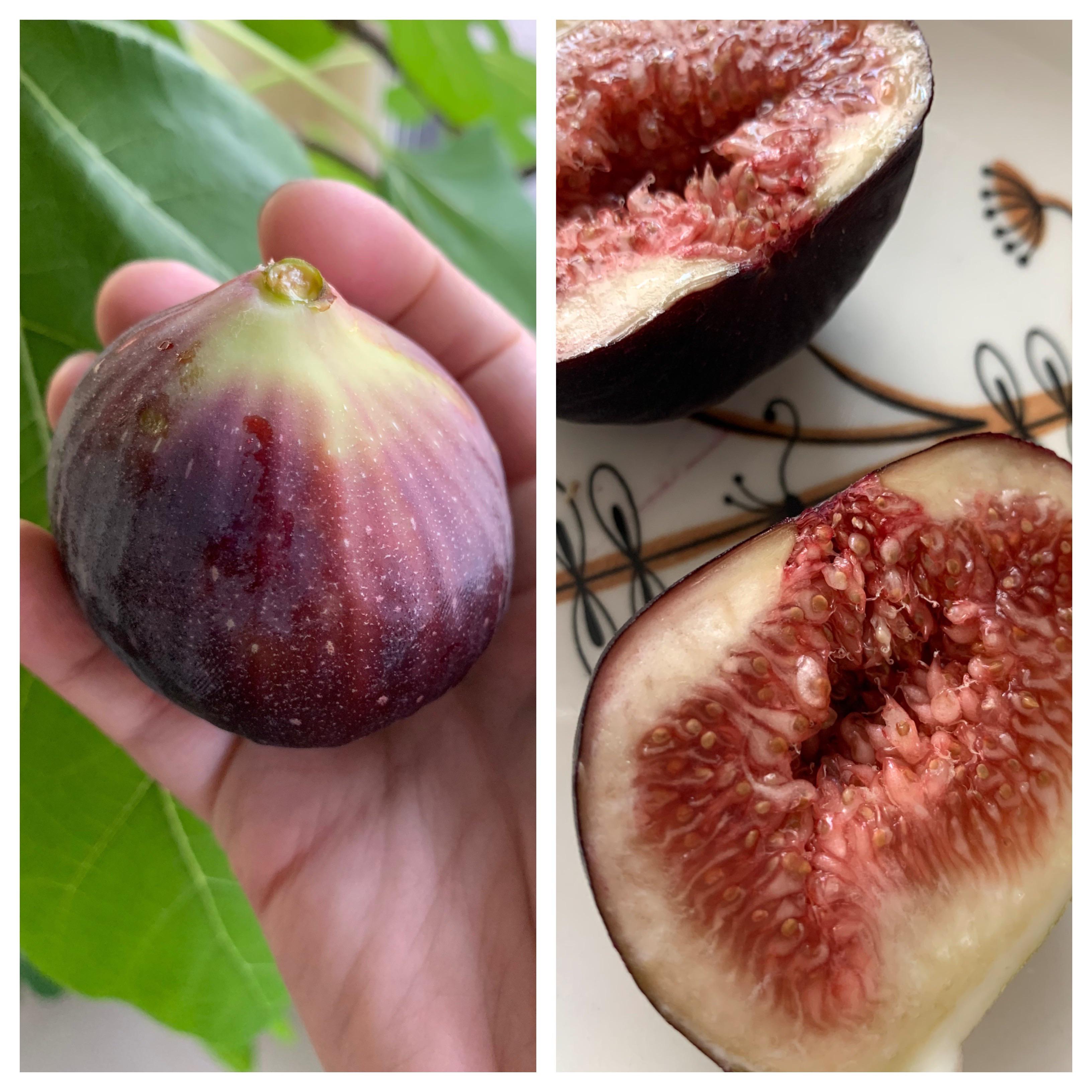 All Time Fig Plant | Year-Round Fruit | Sweet Premium Variety