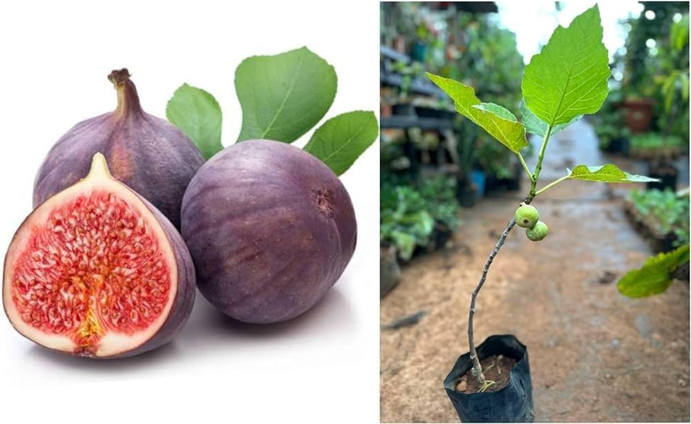 All Time Fig Plant | Year-Round Fruit | Sweet Premium Variety — photo 2
