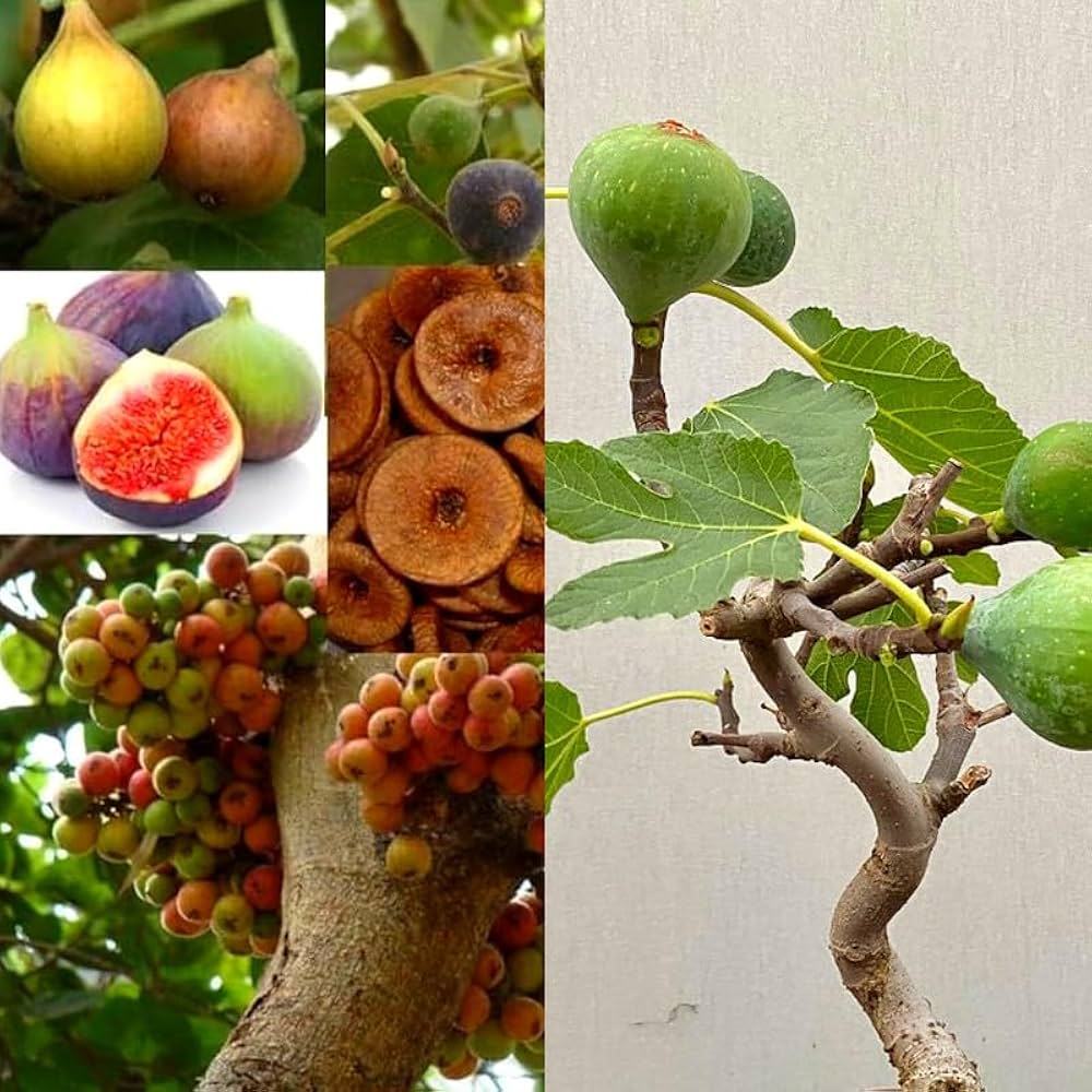 All Time Fig Plant | Year-Round Fruit | Sweet Premium Variety — photo 3