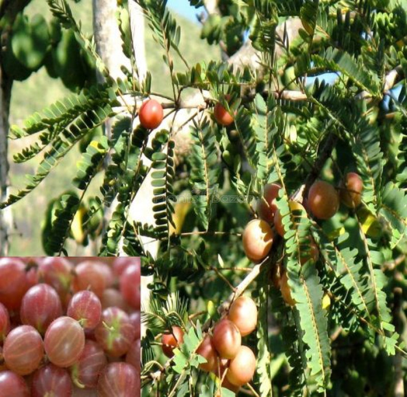 Red Amla Fruit Plant | Sweet Amloki | Premium Vitamin-Rich Variety
