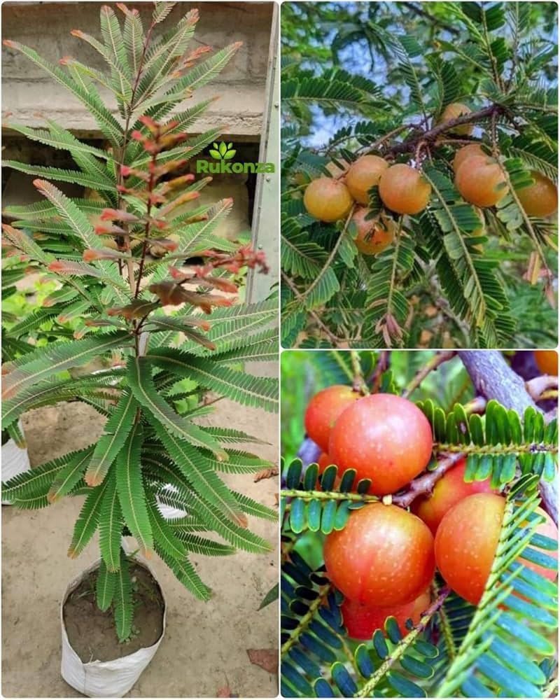Red Amla Fruit Plant | Sweet Amloki | Premium Vitamin-Rich Variety — photo 2