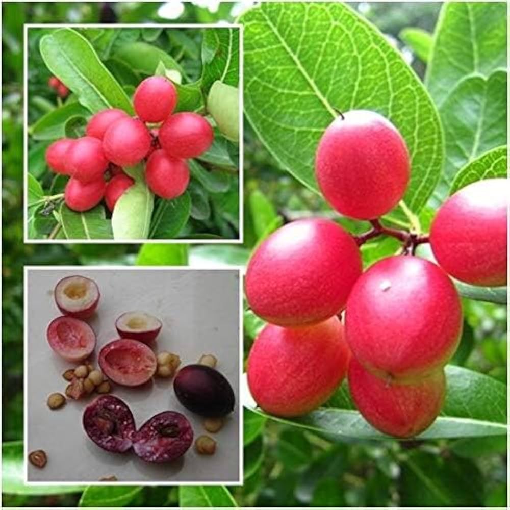 Sweet Karunda Plant | Karamcha Fruit | Premium Red Variety