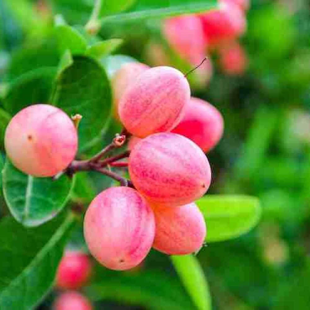 Sweet Karunda Plant | Karamcha Fruit | Premium Red Variety — photo 2