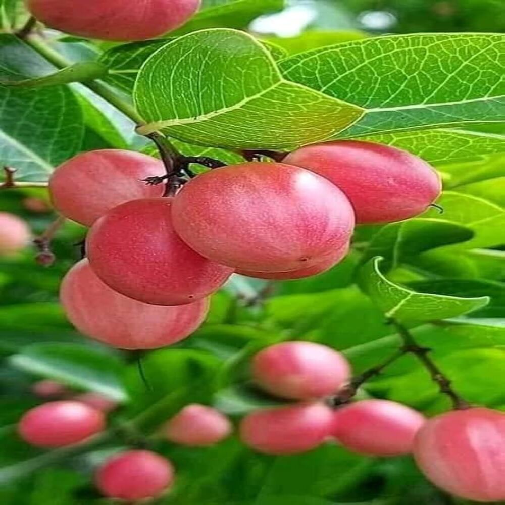 Sweet Karunda Plant | Karamcha Fruit | Premium Red Variety — photo 3