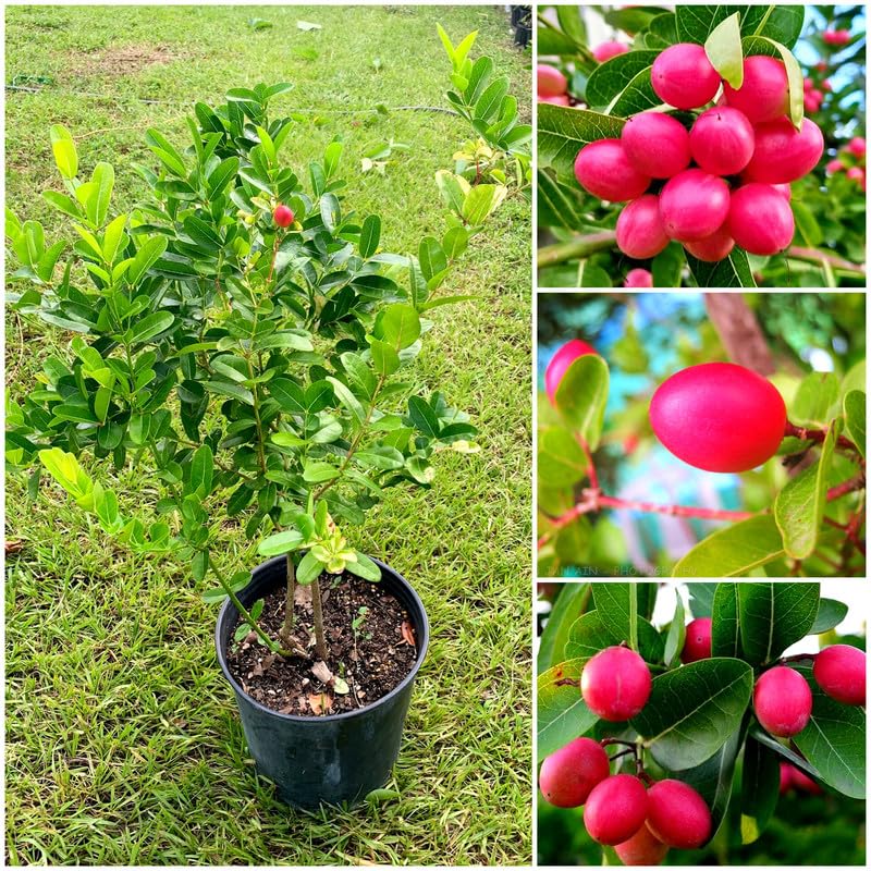 Sweet Karunda Plant | Karamcha Fruit | Premium Red Variety — photo 4