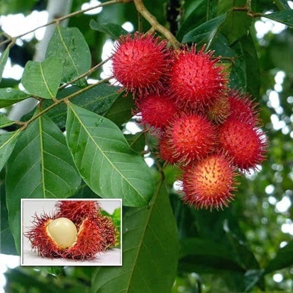 Rambutan Fruit Plant | Sweet Exotic Lychee-Like Fruit