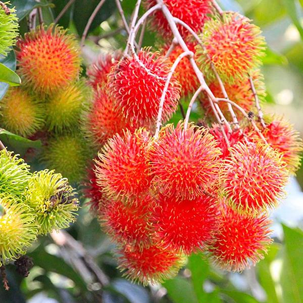 Rambutan Fruit Plant | Sweet Exotic Lychee-Like Fruit — photo 2