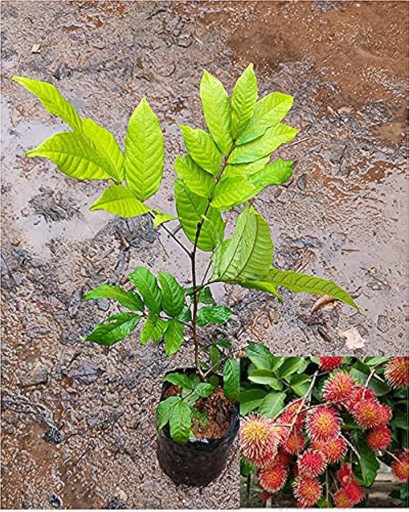 Rambutan Fruit Plant | Sweet Exotic Lychee-Like Fruit — photo 3
