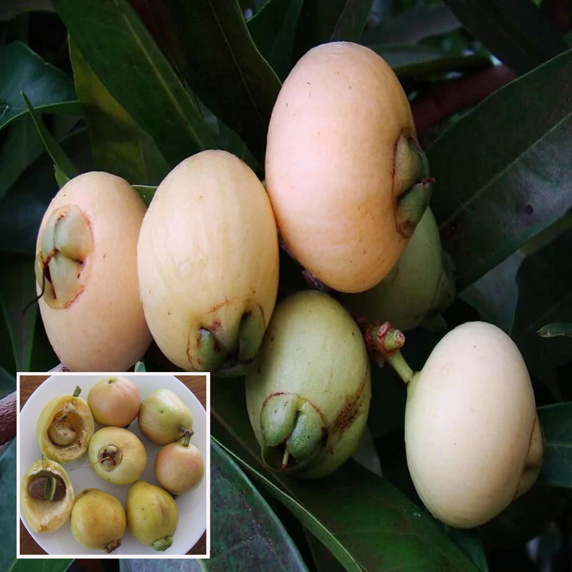 Golap Jam Fruit Plant | Sweet Rose-Flavored Fruit | Premium Variety