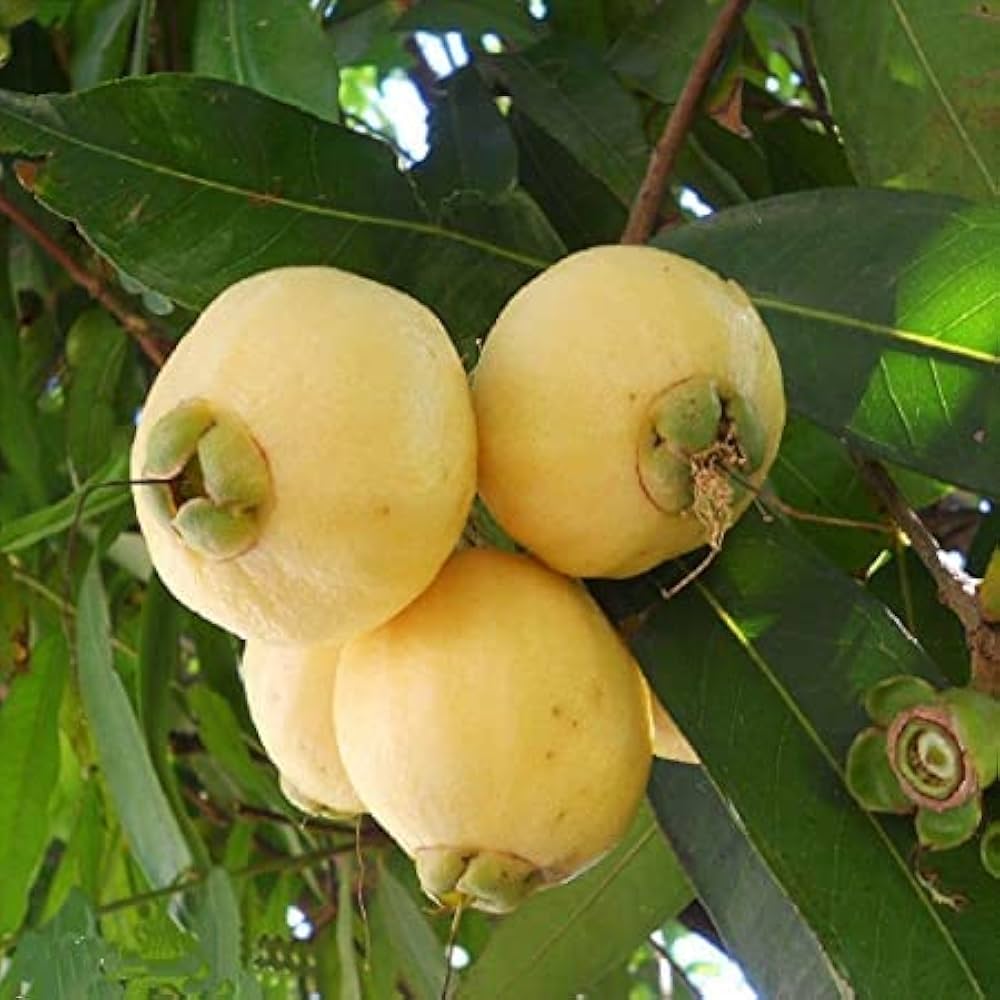 Golap Jam Fruit Plant | Sweet Rose-Flavored Fruit | Premium Variety — photo 2