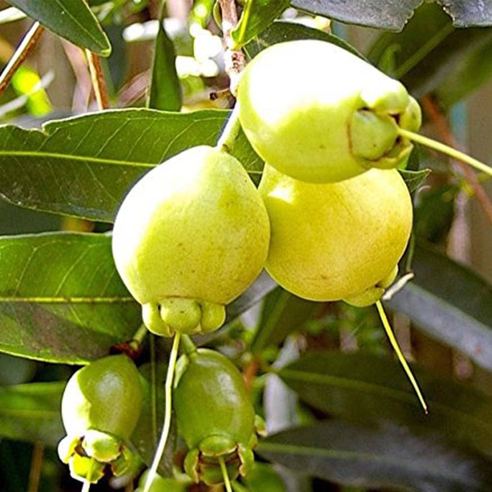 Golap Jam Fruit Plant | Sweet Rose-Flavored Fruit | Premium Variety — photo 3