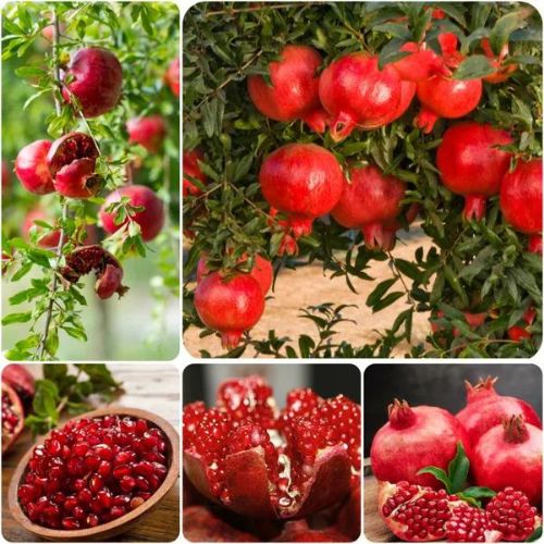 Pomegranate Fruit Plant | Sweet Red Anar | High-Yield Variety