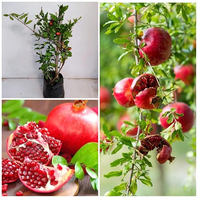 Pomegranate Fruit Plant | Sweet Red Anar | High-Yield Variety — photo 2