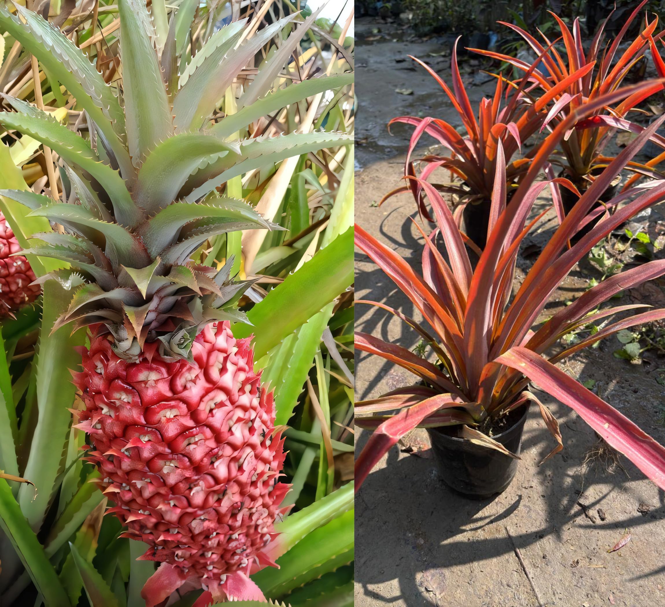 Red Pineapple Plant | Sweet Exotic Fruit | Premium Tropical Variety