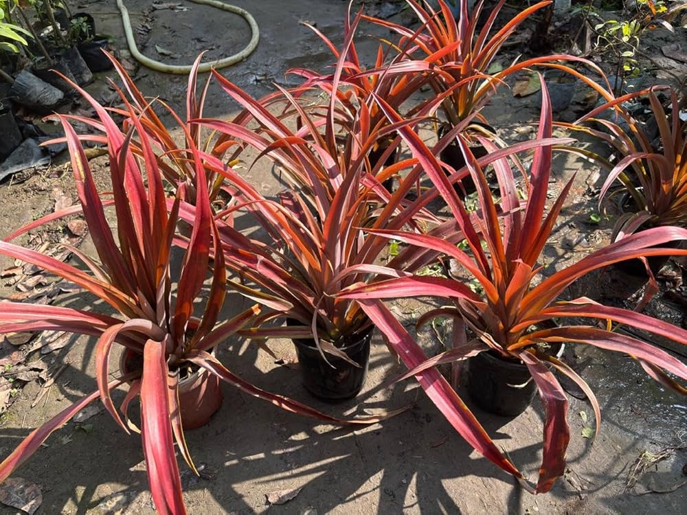 Red Pineapple Plant | Sweet Exotic Fruit | Premium Tropical Variety — photo 2