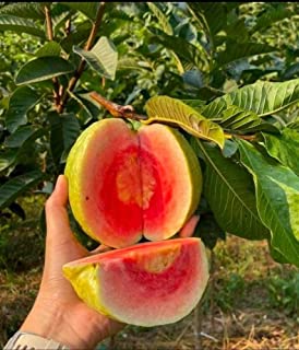 Red Diamond Guava Plant | Sweet Red Flesh | Premium Hybrid Variety