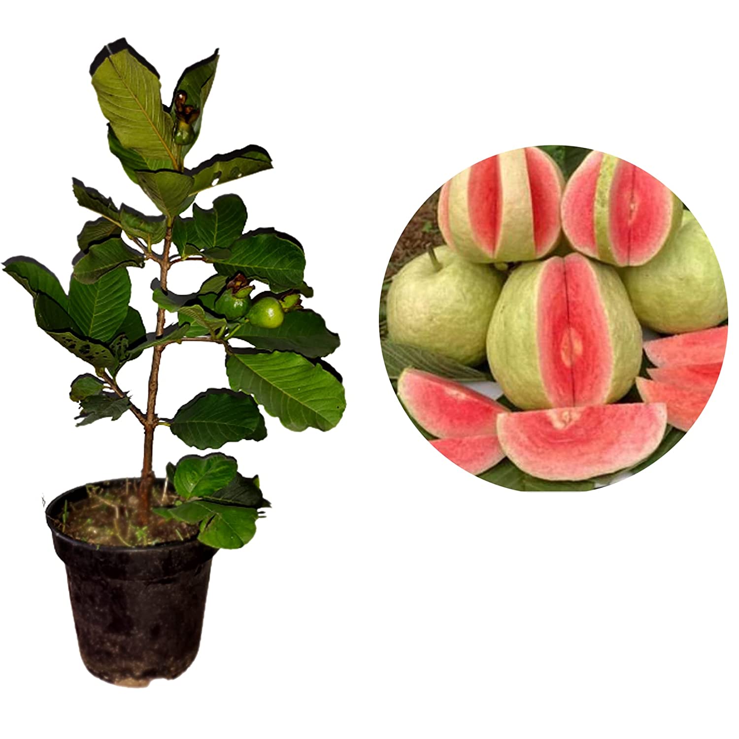 Red Diamond Guava Plant | Sweet Red Flesh | Premium Hybrid Variety — photo 2