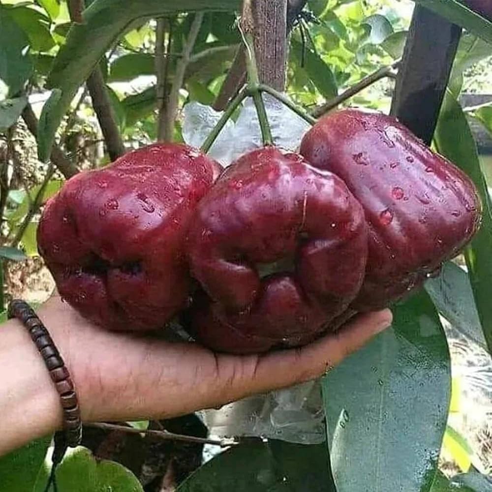 Thai Red Water Apple Plant | Sweet Jamrul | Premium Red Variety