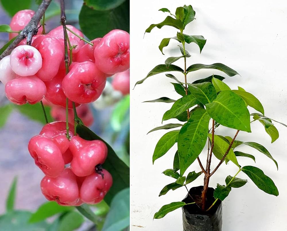 Pink Water Apple Plant | Sweet Pink Jamrul | Premium Exotic Variety — photo 2