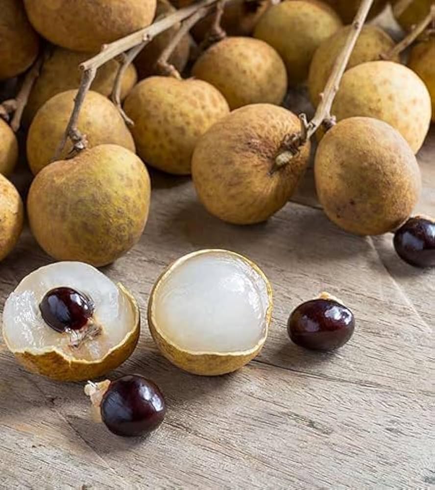 Lubi Longan Fruit Plant | Sweet Exotic Lychee-Like Fruit