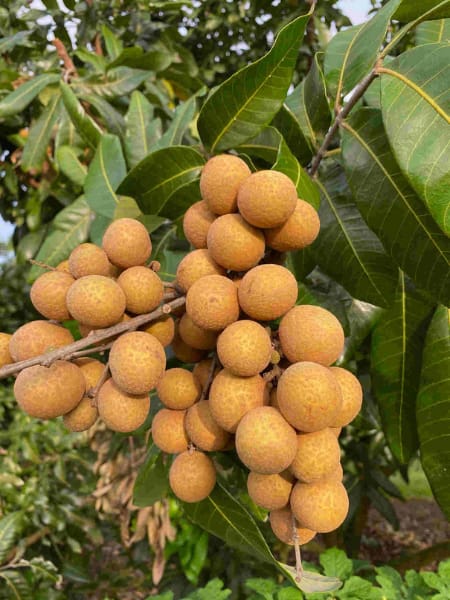 Lubi Longan Fruit Plant | Sweet Exotic Lychee-Like Fruit — photo 2